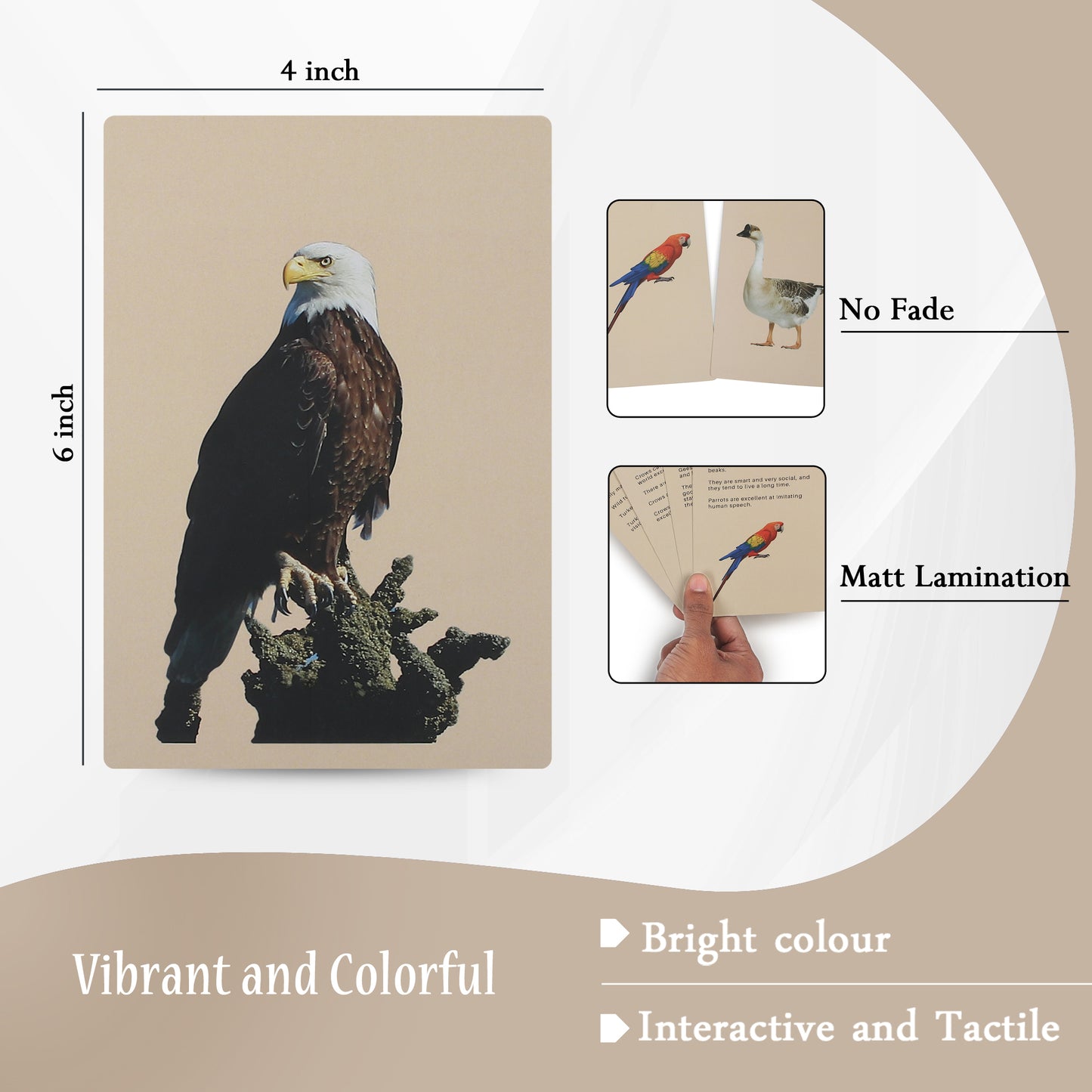 PiK A BOO Birds Flash Cards | Early Learning for Toddlers & Preschool (Set of 18)