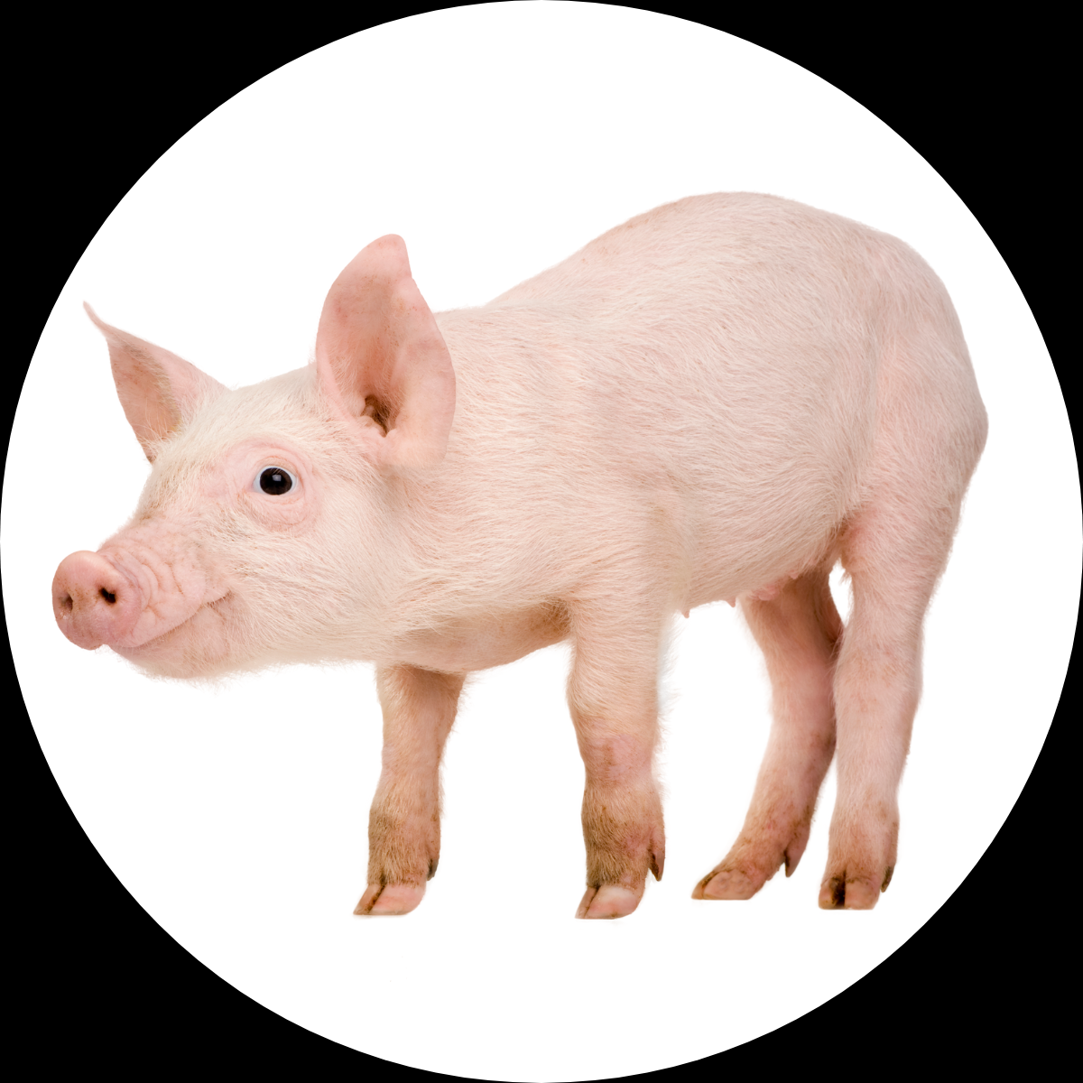 PiK A BOO Farm Animals Activity Mat For Toddler Kids, Children Approx 91*60 Cm