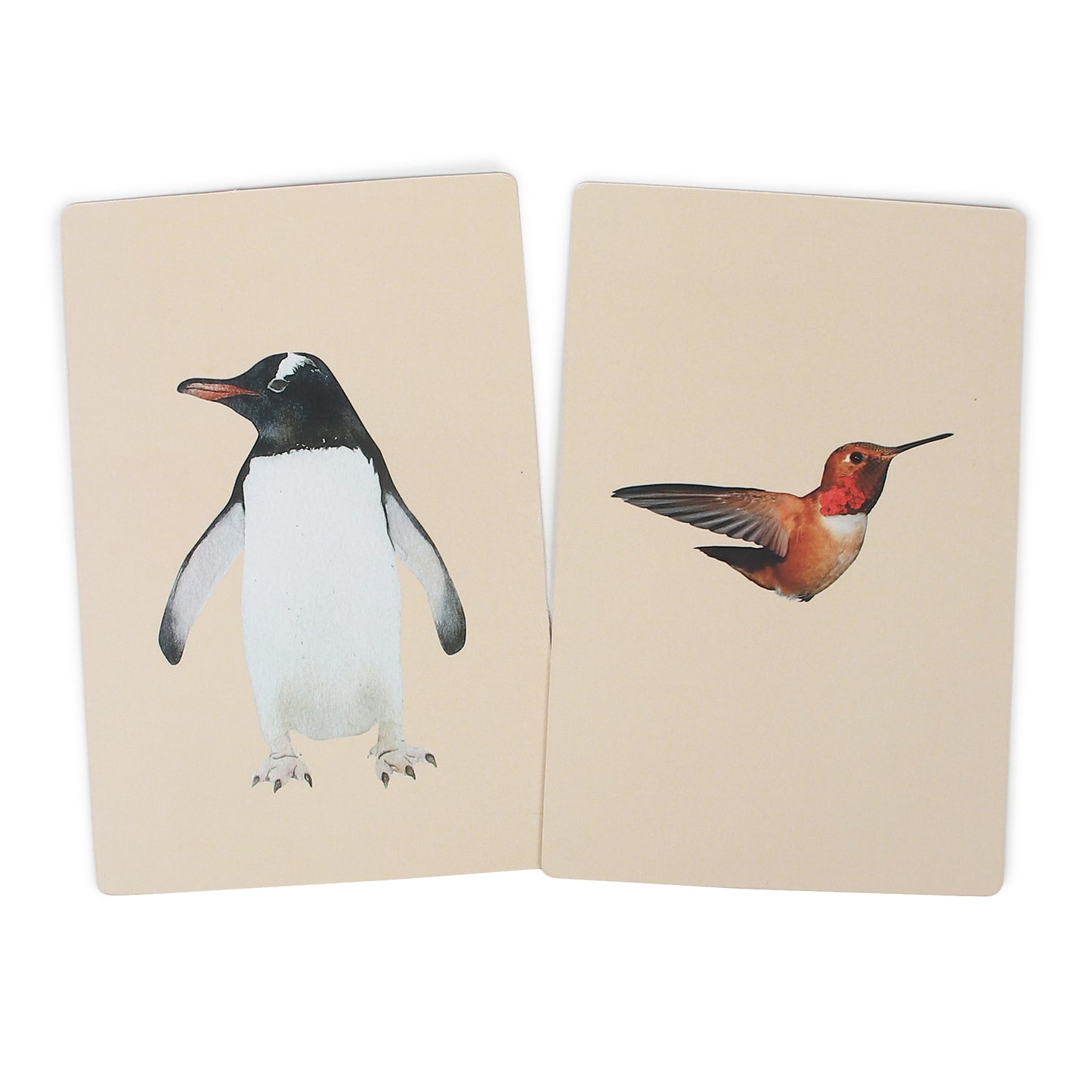 PiK A BOO Birds Flash Cards | Early Learning for Toddlers & Preschool (Set of 18)