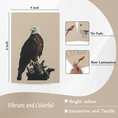 PiK A BOO Birds Flash Cards | Early Learning for Toddlers & Preschool (Set of 18)