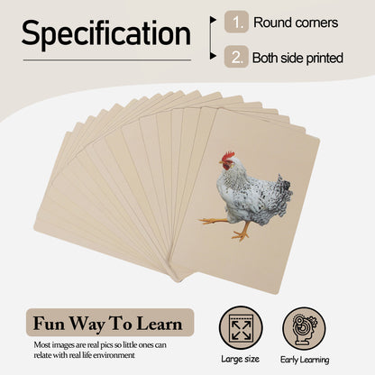 PiK A BOO Birds Flash Cards | Early Learning for Toddlers & Preschool (Set of 18)